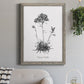 Simply Caladrinia - Barnwood Framed Canvas Print