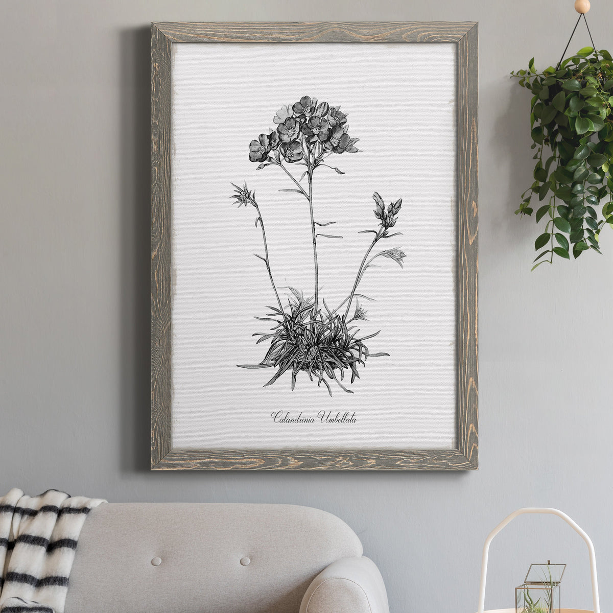 Simply Caladrinia - Barnwood Framed Canvas Print
