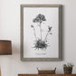 Simply Caladrinia - Barnwood Framed Canvas Print