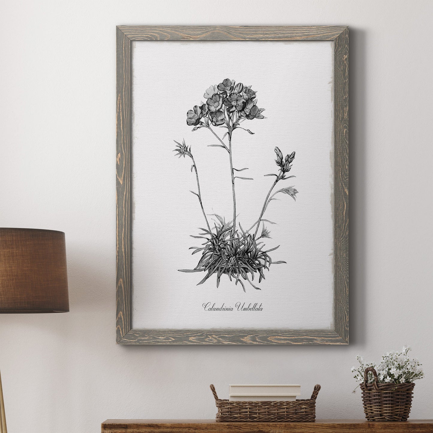 Simply Caladrinia - Barnwood Framed Canvas Print
