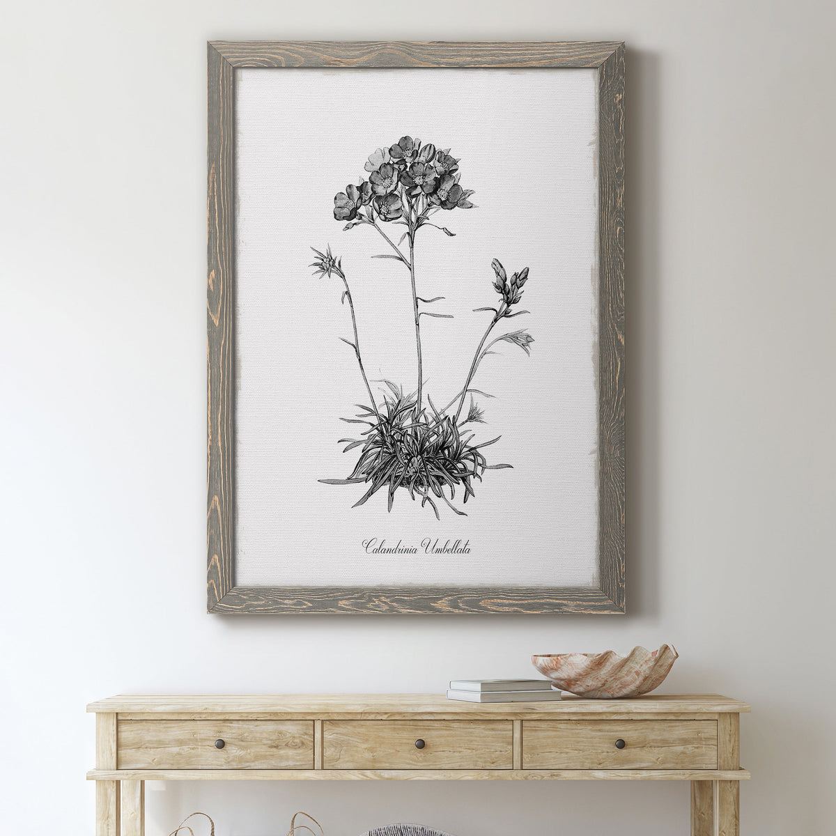 Simply Caladrinia - Barnwood Framed Canvas Print
