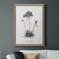 Simply Caladrinia - Barnwood Framed Canvas Print