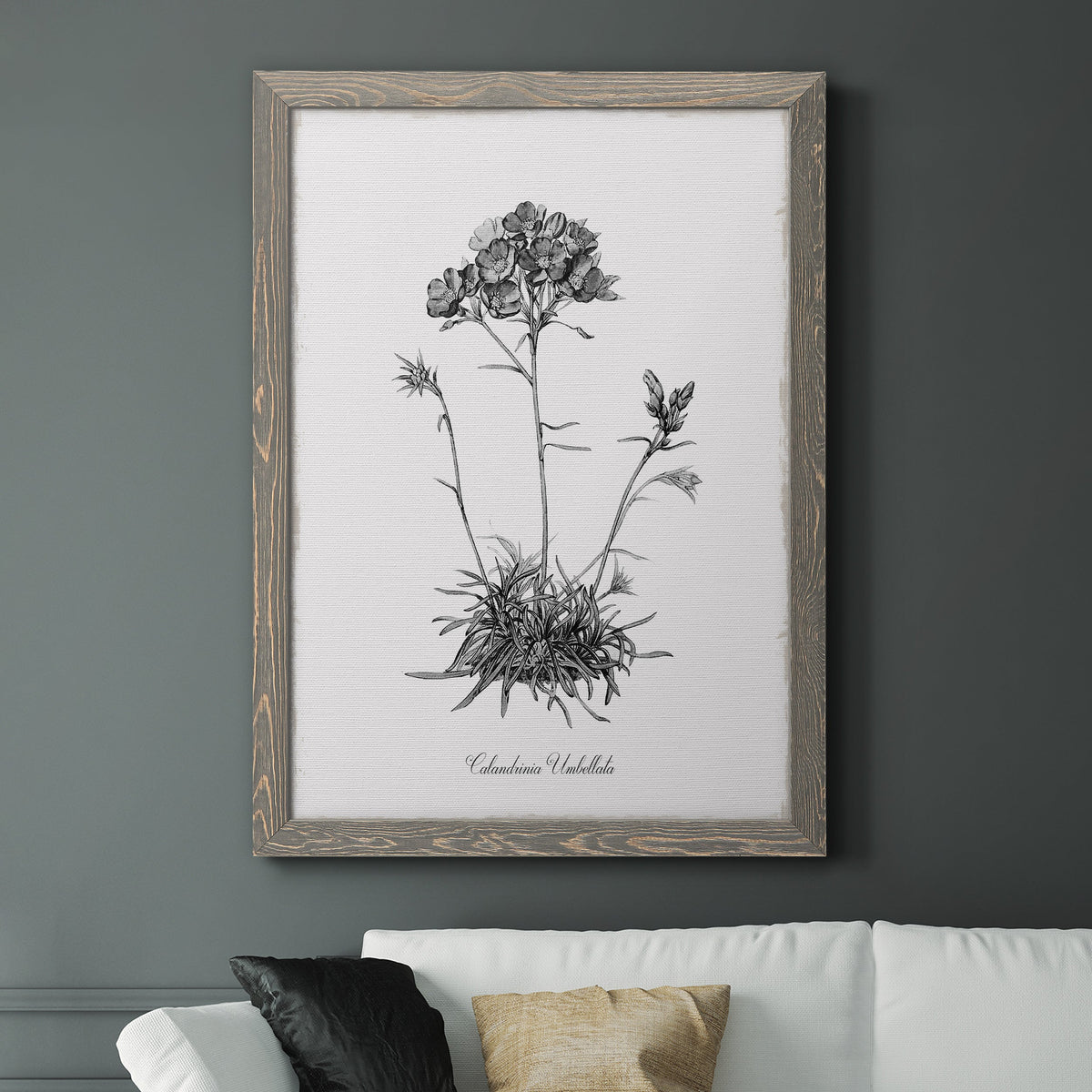 Simply Caladrinia - Barnwood Framed Canvas Print