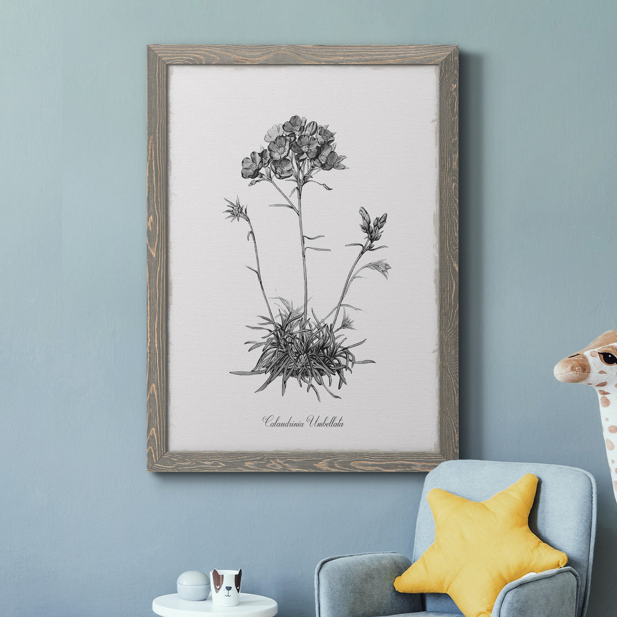 Simply Caladrinia - Barnwood Framed Canvas Print