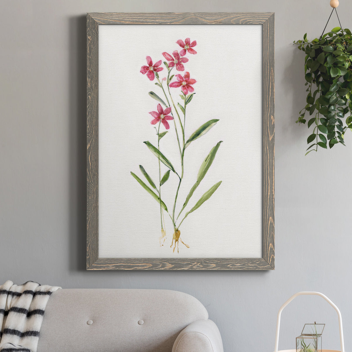 Delicate Pink II - Barnwood Framed Canvas Print