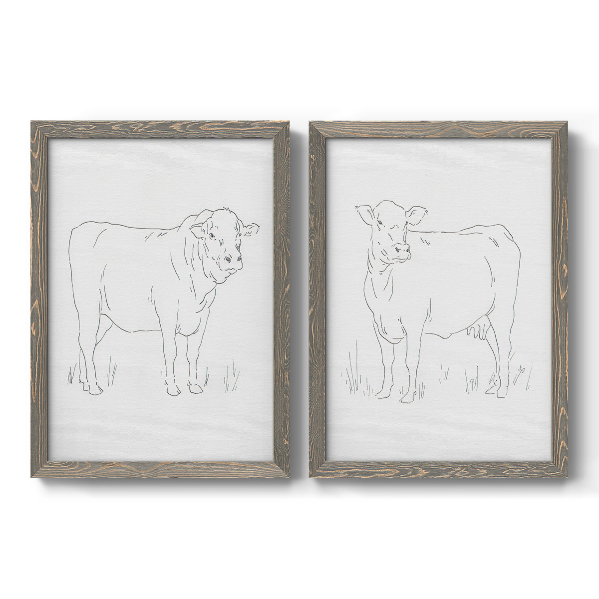 Set of two gray barnwood framed canvas prints featuring two minimalist livestock sketches featuring simple contour drawings of standing cows.