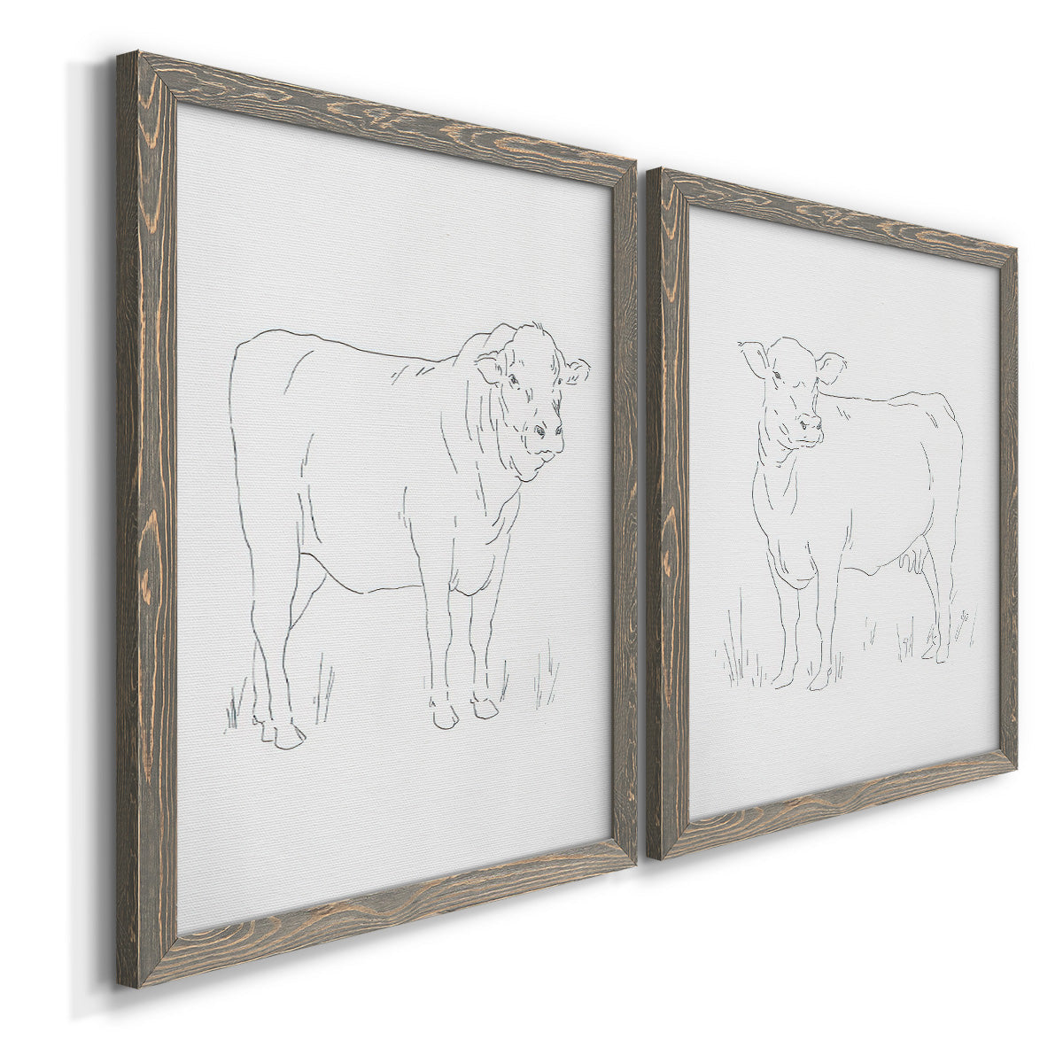 Angled view of a set of two gray barnwood framed canvas prints featuring two minimalist livestock sketches featuring simple contour drawings of standing cows.