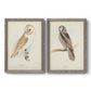Set of two gray barnwood framed canvas prints featuring two antique bird plate illustrations featuring vintage owl specimens perched in natural settings.