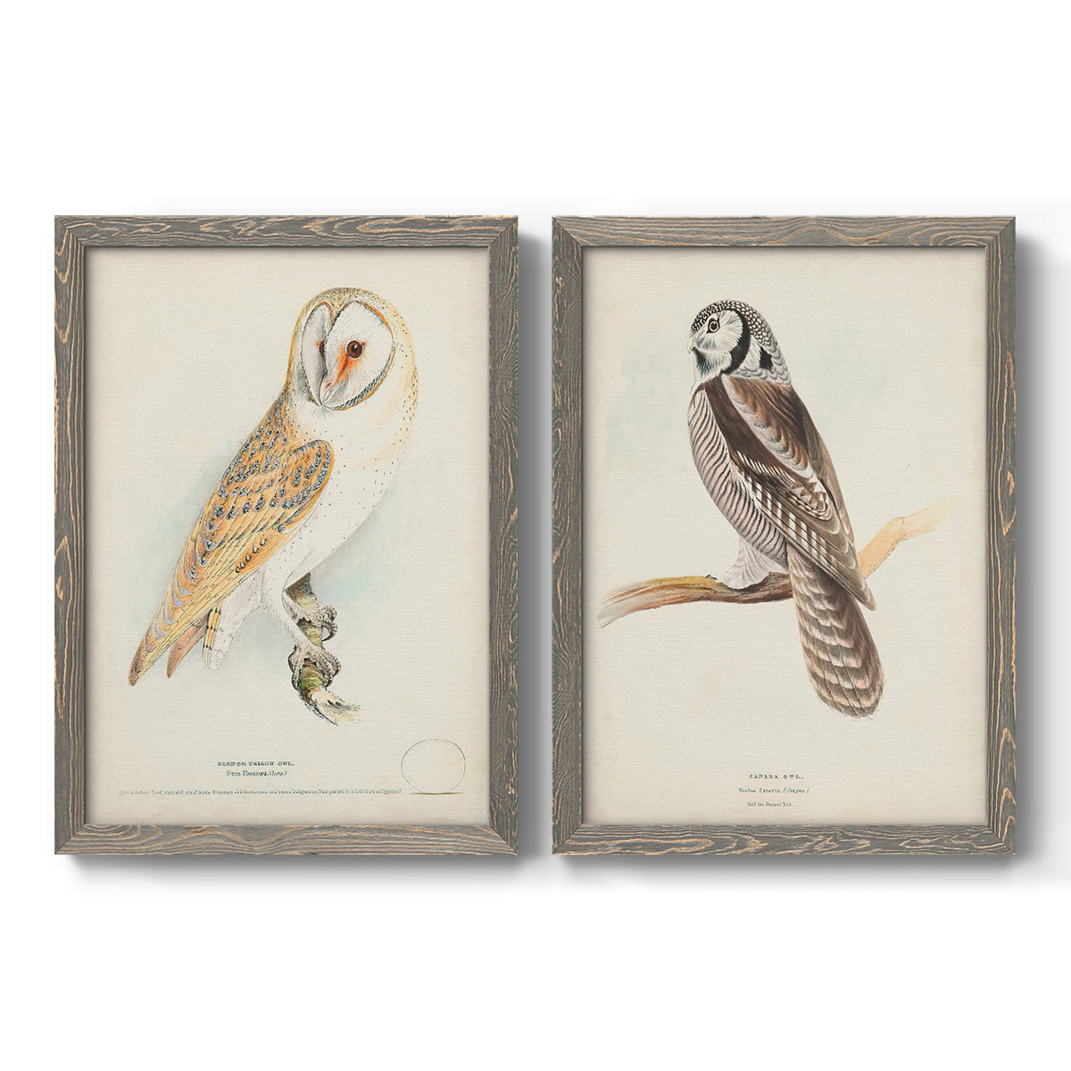 Set of two gray barnwood framed canvas prints featuring two antique bird plate illustrations featuring vintage owl specimens perched in natural settings.