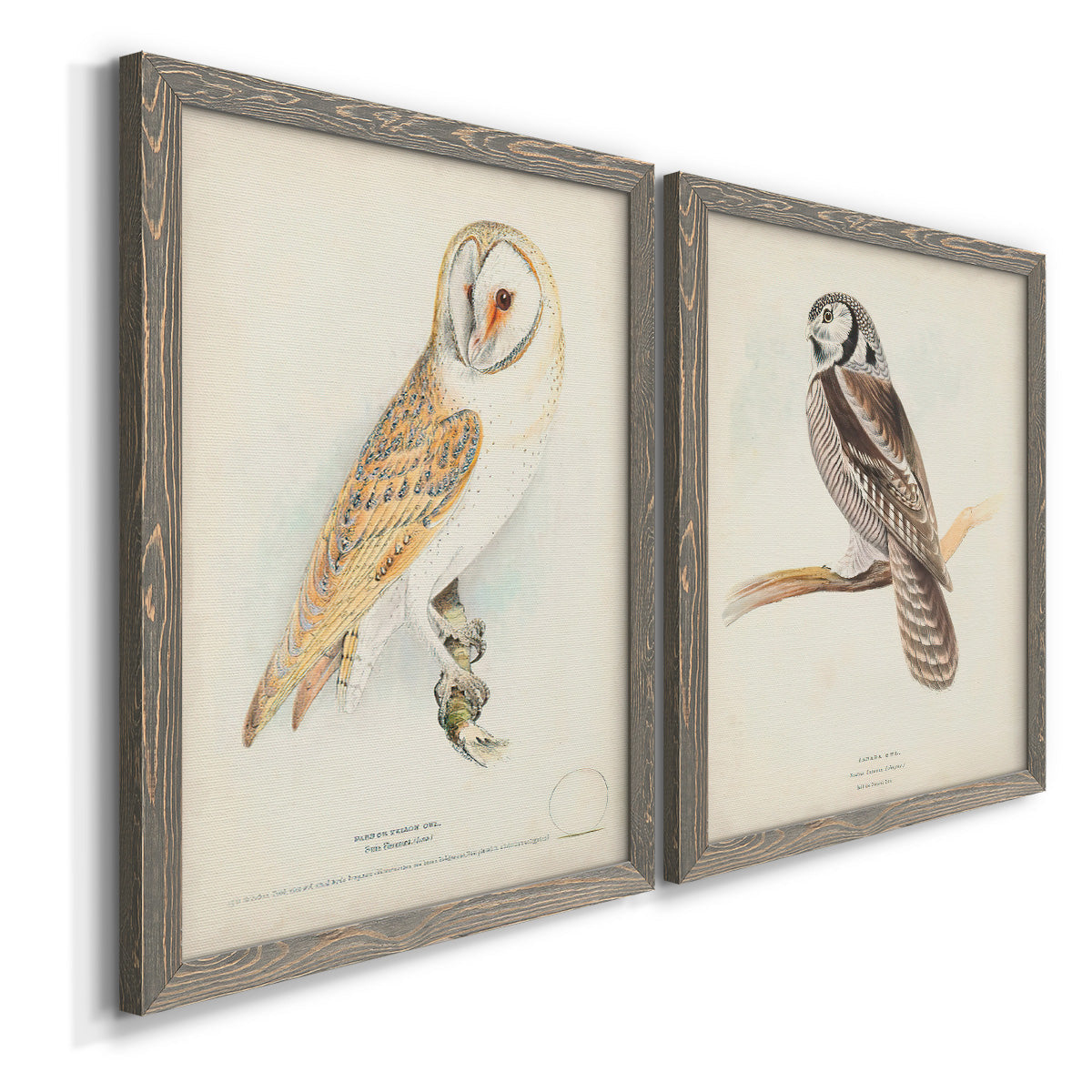 Angled view of a set of two gray barnwood framed canvas prints featuring two antique bird plate illustrations featuring vintage owl specimens perched in natural settings.