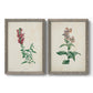 Set of two gray barnwood framed canvas prints featuring two vintage botanical studies of flowering stems with detailed green leaves on aged cream paper.