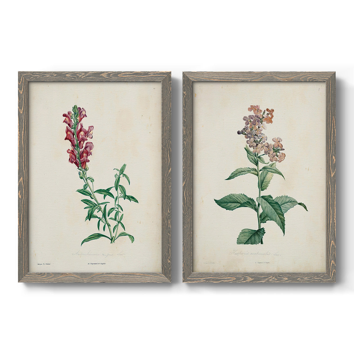 Set of two gray barnwood framed canvas prints featuring two vintage botanical studies of flowering stems with detailed green leaves on aged cream paper.