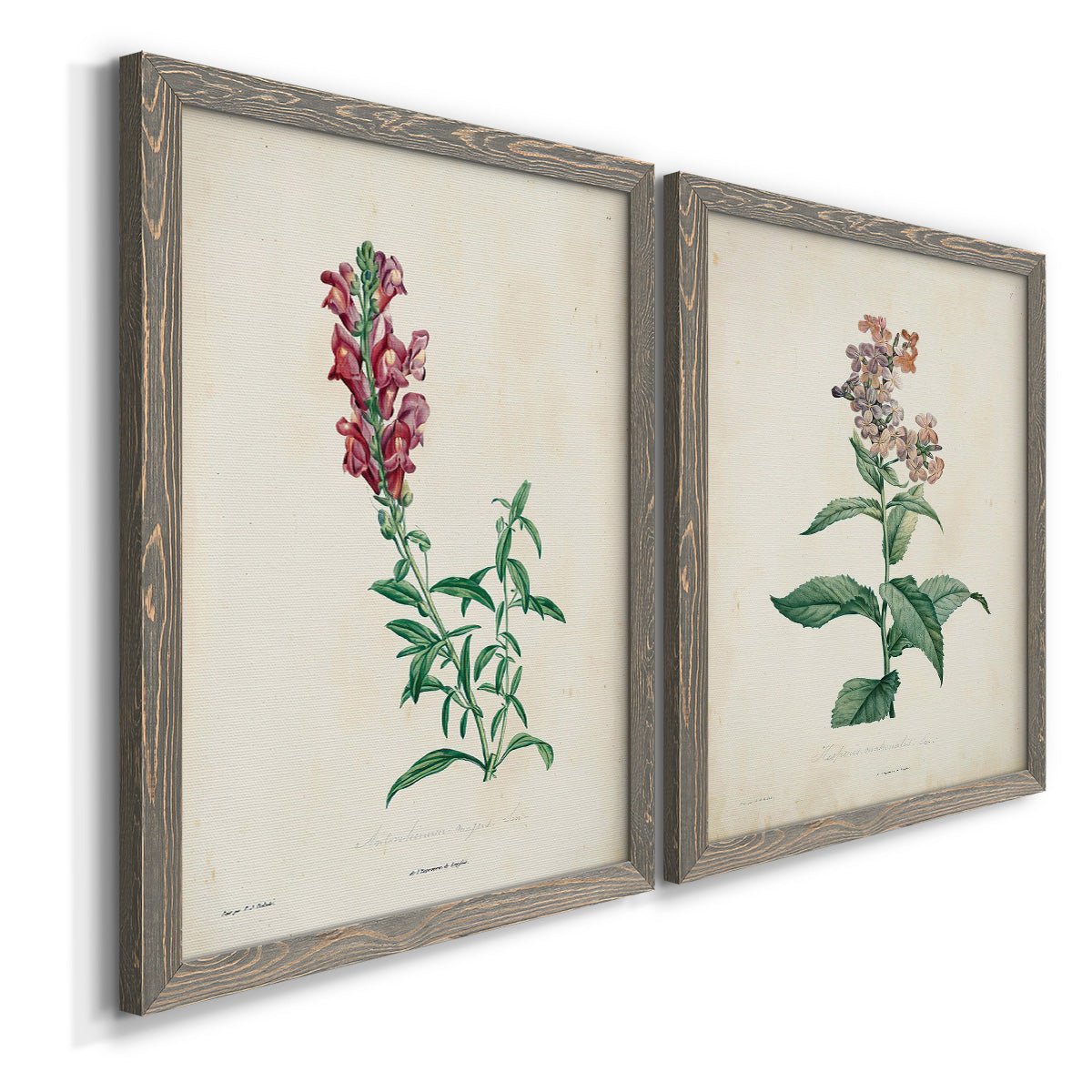 Angled view of a set of two gray barnwood framed canvas prints featuring two vintage botanical studies of flowering stems with detailed green leaves on aged cream paper.