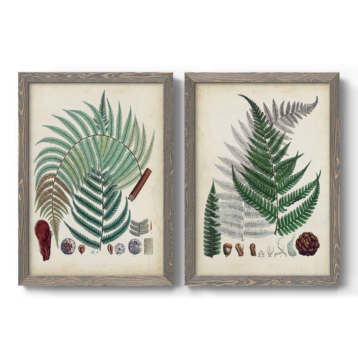 Set of two gray barnwood framed canvas prints featuring two natural-history fern plates featuring vintage fern specimens with botanical details.
