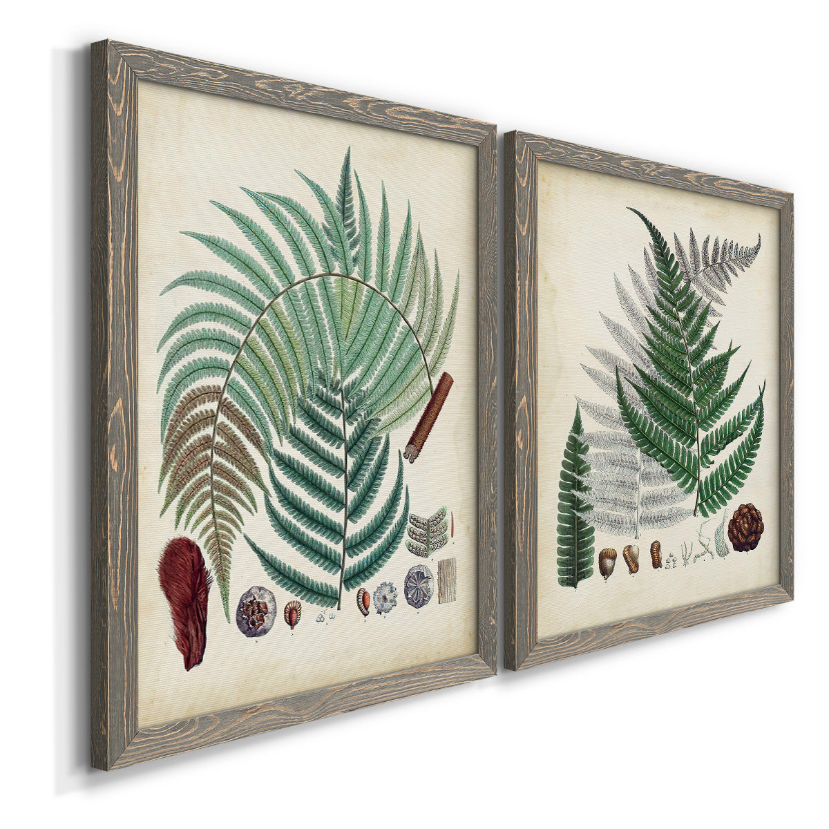 Angled view of a set of two gray barnwood framed canvas prints featuring two natural-history fern plates featuring vintage fern specimens with botanical details.
