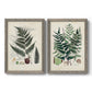Set of two gray barnwood framed canvas prints featuring two natural-history fern plates featuring vintage fern specimens with botanical details.