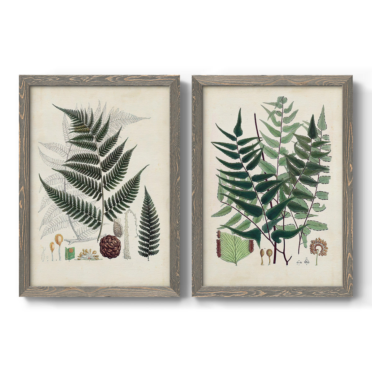 Set of two gray barnwood framed canvas prints featuring two natural-history fern plates featuring vintage fern specimens with botanical details.