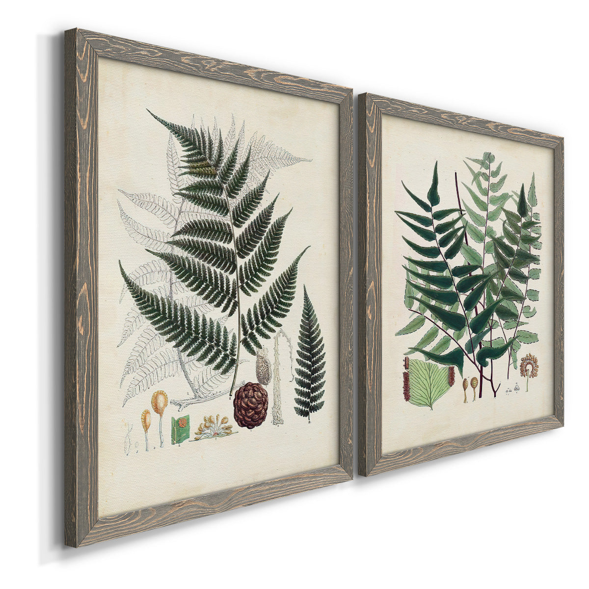 Angled view of a set of two gray barnwood framed canvas prints featuring two natural-history fern plates featuring vintage fern specimens with botanical details.