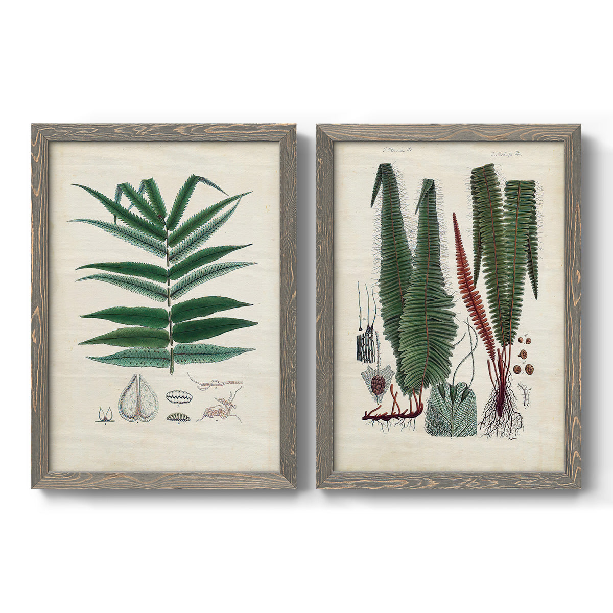 Set of two gray barnwood framed canvas prints featuring two natural-history fern plates featuring vintage fern specimens with botanical details.