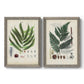 Set of two gray barnwood framed canvas prints featuring two natural-history fern plates featuring vintage fern specimens with botanical details.