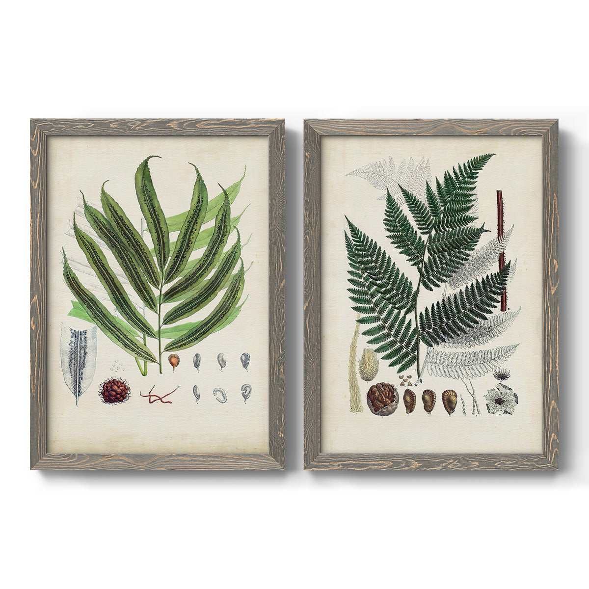 Set of two gray barnwood framed canvas prints featuring two natural-history fern plates featuring vintage fern specimens with botanical details.