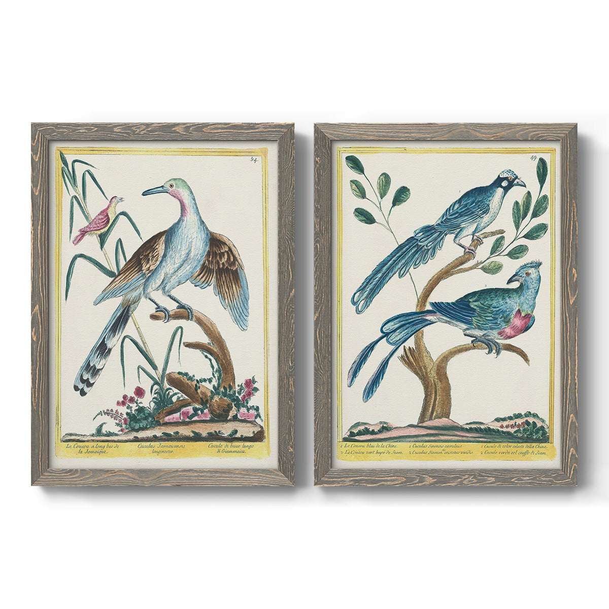 Set of two gray barnwood framed canvas prints featuring two antique ornithological plate illustrations featuring vintage exotic birds perched in landscape settings.