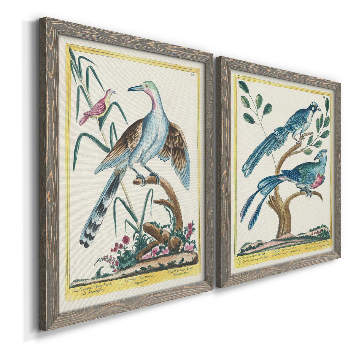 Angled view of a set of two gray barnwood framed canvas prints featuring two antique ornithological plate illustrations featuring vintage exotic birds perched in landscape settings.
