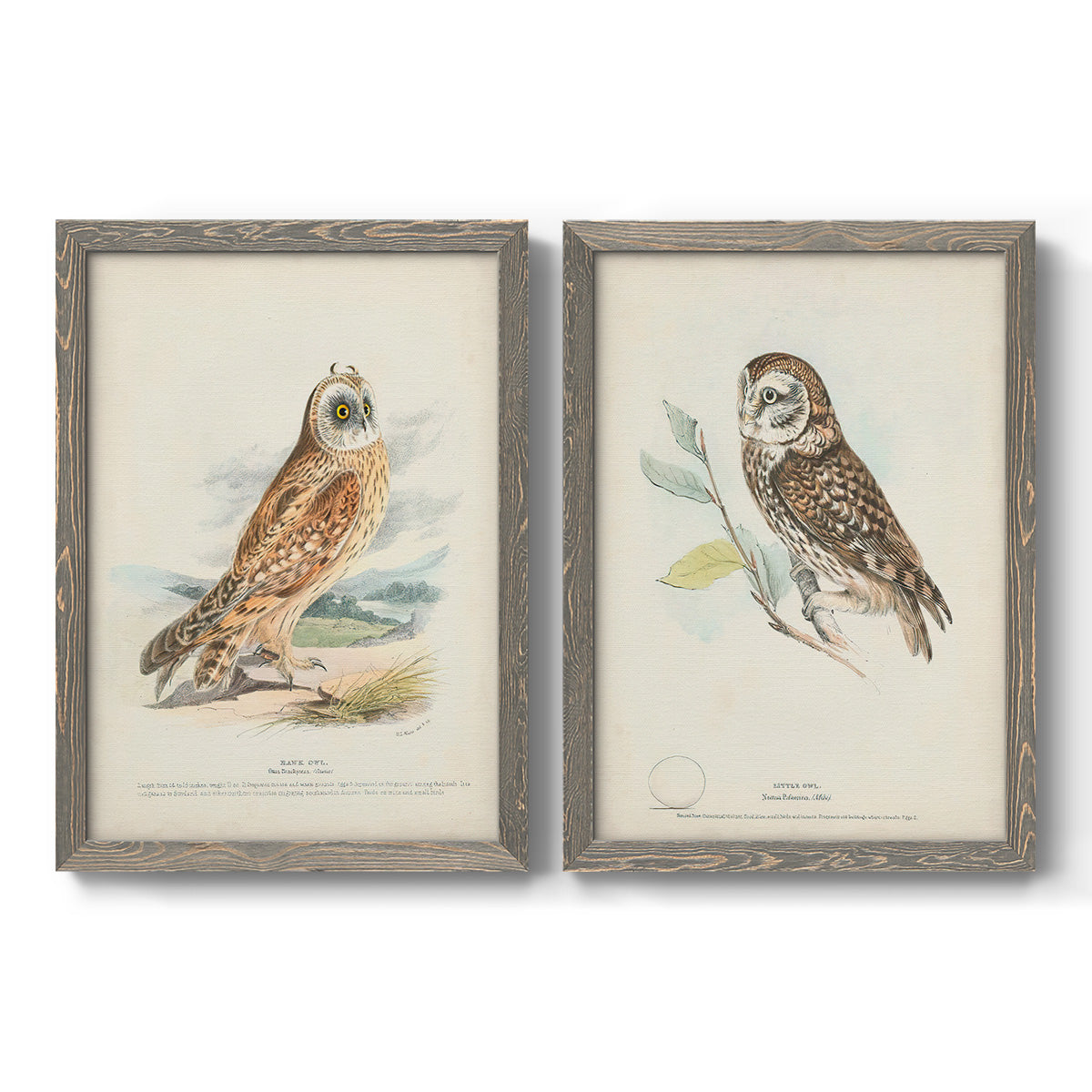 Set of two gray barnwood framed canvas prints featuring two antique bird plate illustrations featuring vintage owl specimens perched in natural settings.