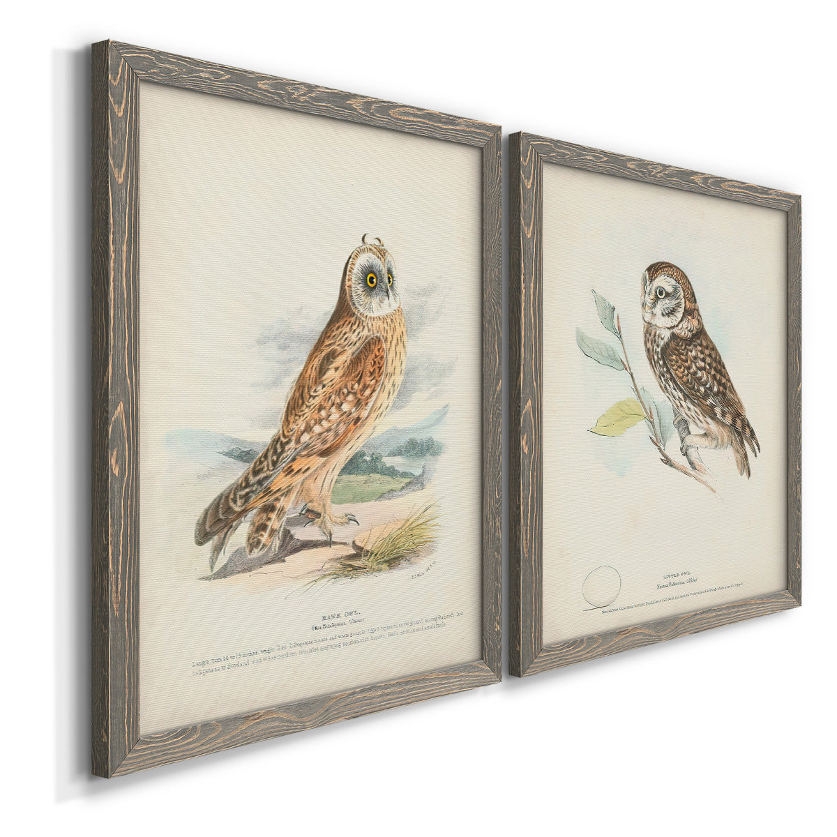 Angled view of a set of two gray barnwood framed canvas prints featuring two antique bird plate illustrations featuring vintage owl specimens perched in natural settings.