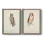 Set of two gray barnwood framed canvas prints featuring two antique bird plate illustrations featuring vintage owl specimens perched in natural settings.