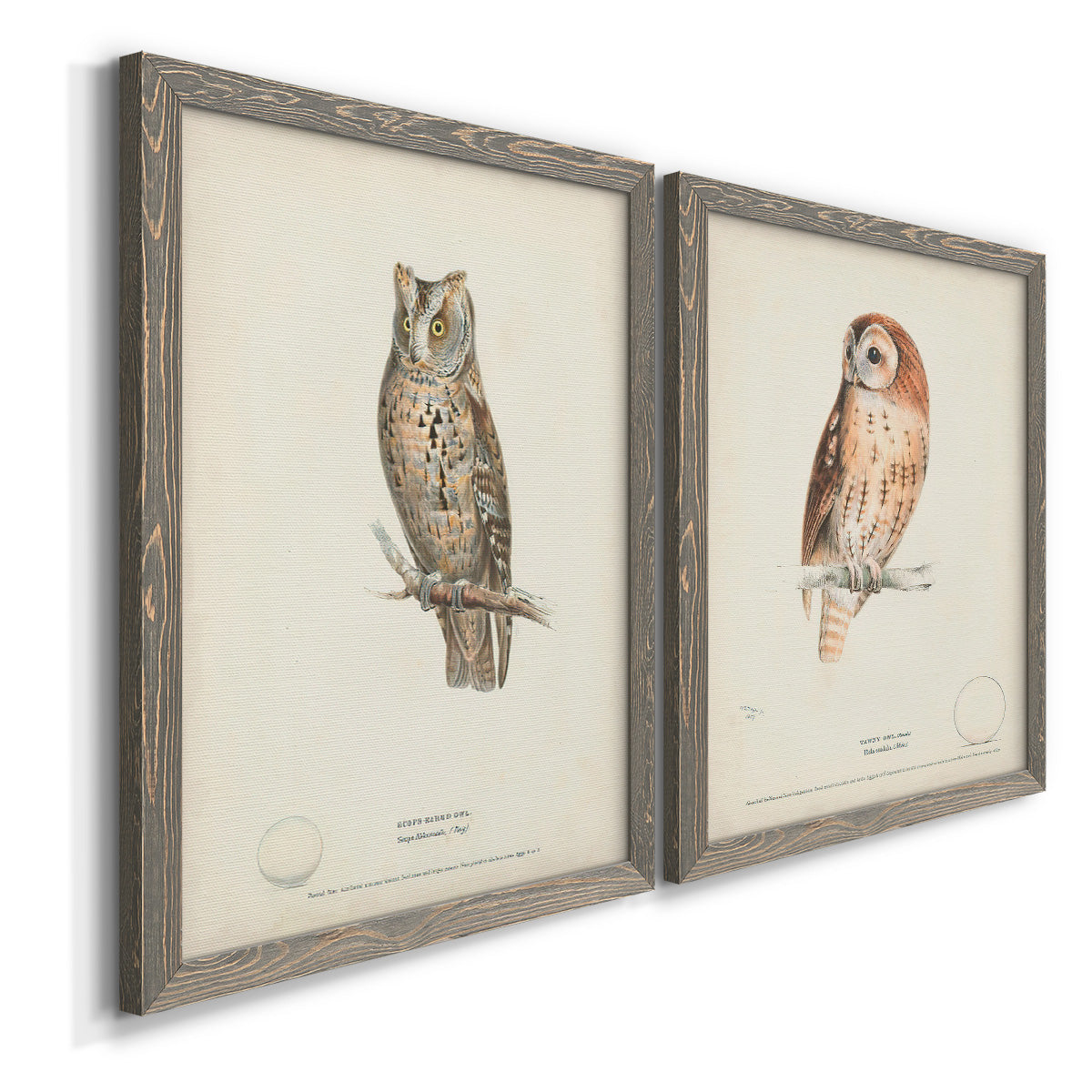 Angled view of a set of two gray barnwood framed canvas prints featuring two antique bird plate illustrations featuring vintage owl specimens perched in natural settings.
