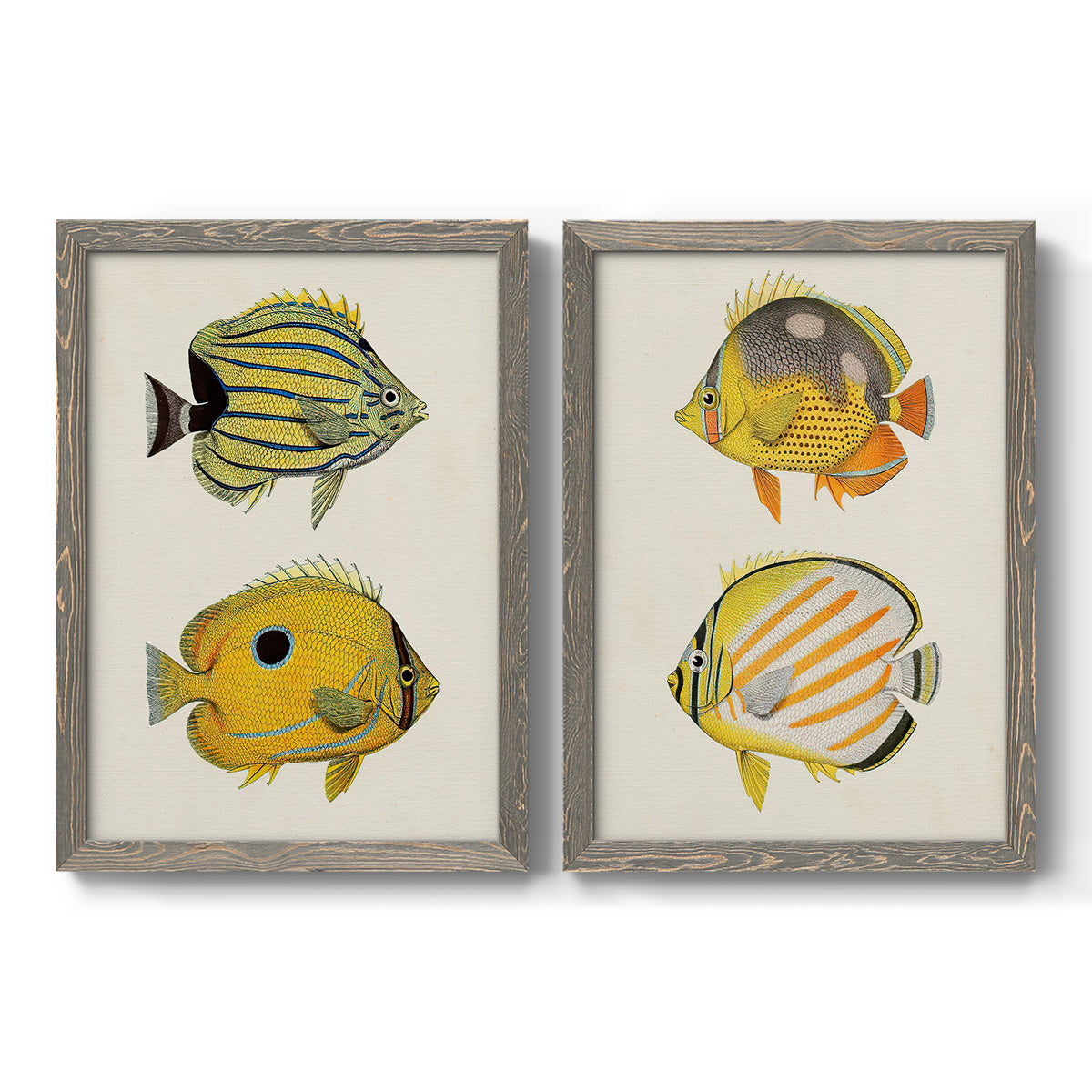 Set of two gray barnwood framed canvas prints featuring two natural-history fish illustrations featuring groups of vintage tropical fish.