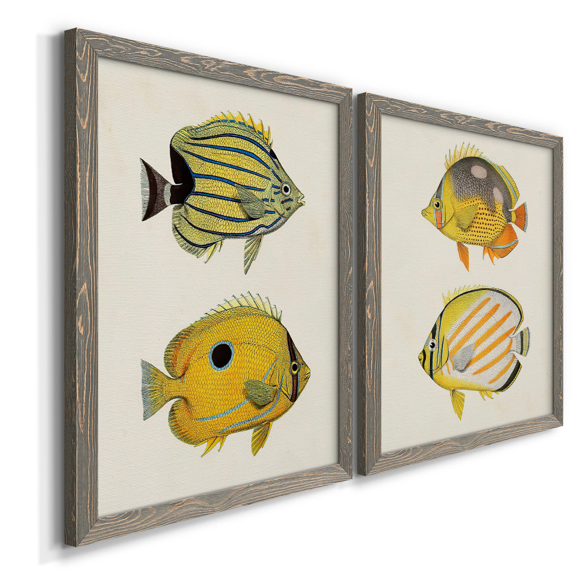 Angled view of a set of two gray barnwood framed canvas prints featuring two natural-history fish illustrations featuring groups of vintage tropical fish.