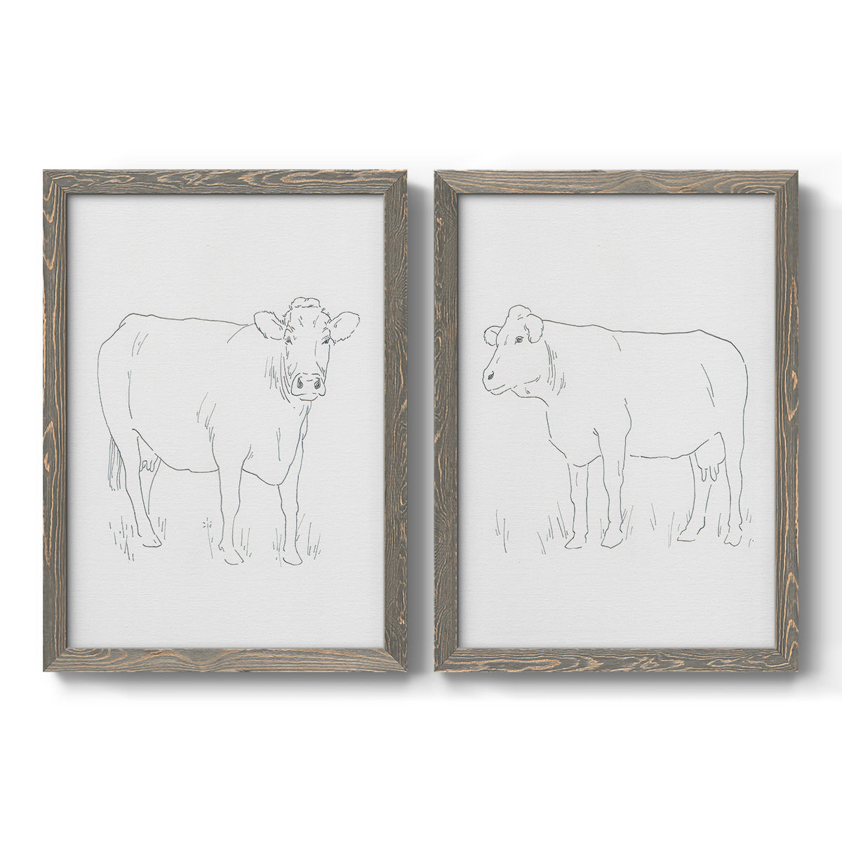 Set of two gray barnwood framed canvas prints featuring two minimalist livestock sketches featuring simple contour drawings of standing cows.
