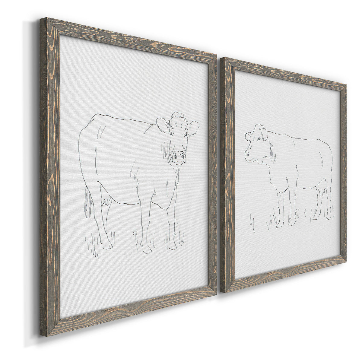 Angled view of a set of two gray barnwood framed canvas prints featuring two minimalist livestock sketches featuring simple contour drawings of standing cows.