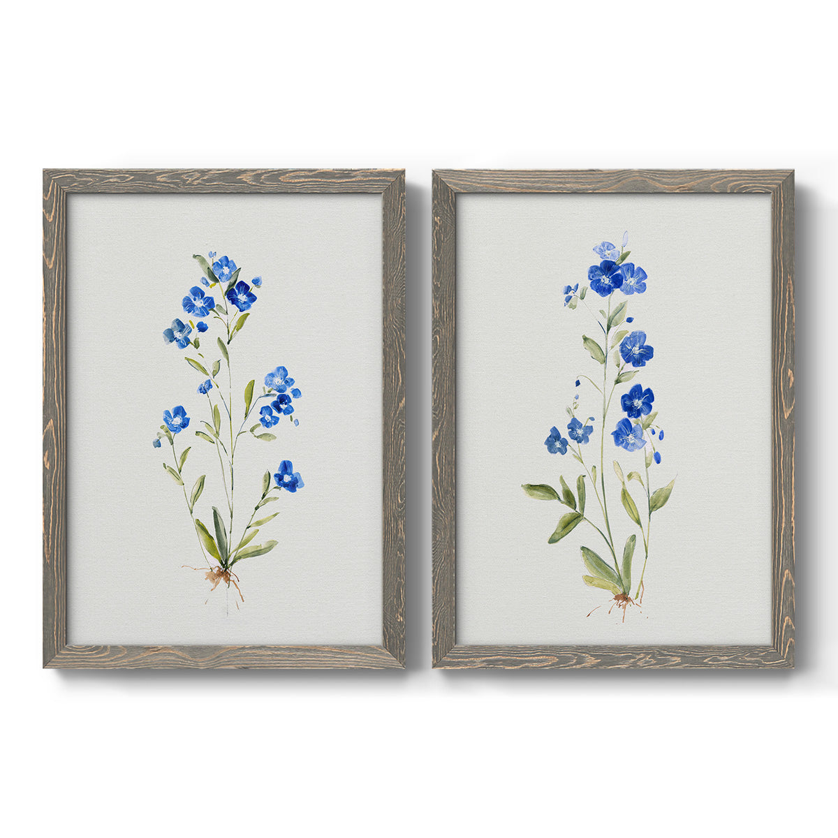 Set of two gray barnwood framed canvas prints featuring two delicate watercolor botanical studies featuring small blue wildflower stems.