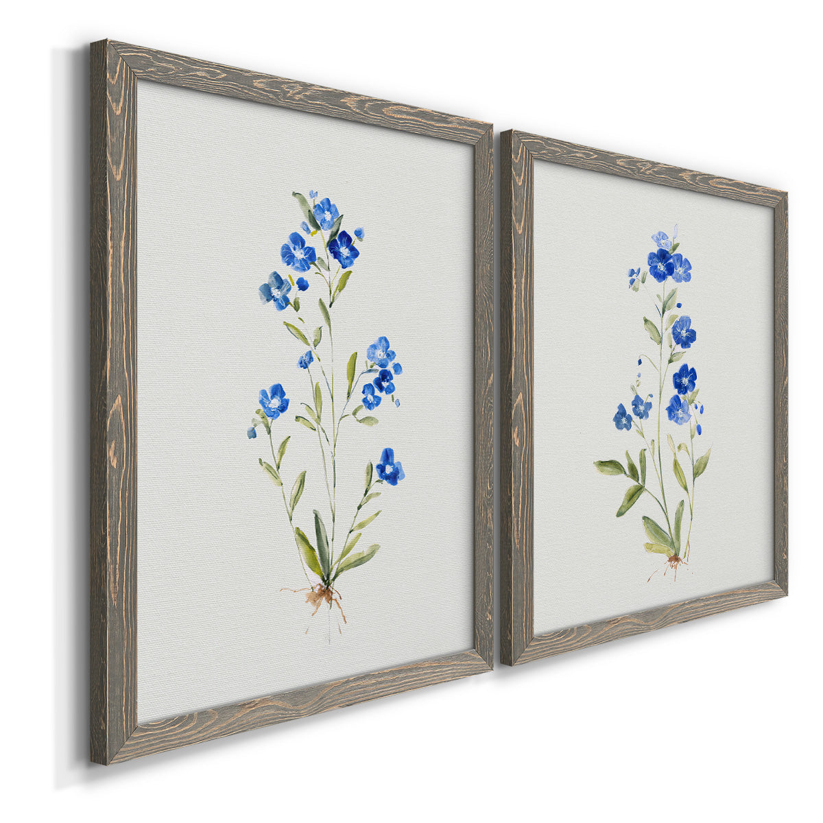 Angled view of a set of two gray barnwood framed canvas prints featuring two delicate watercolor botanical studies featuring small blue wildflower stems.