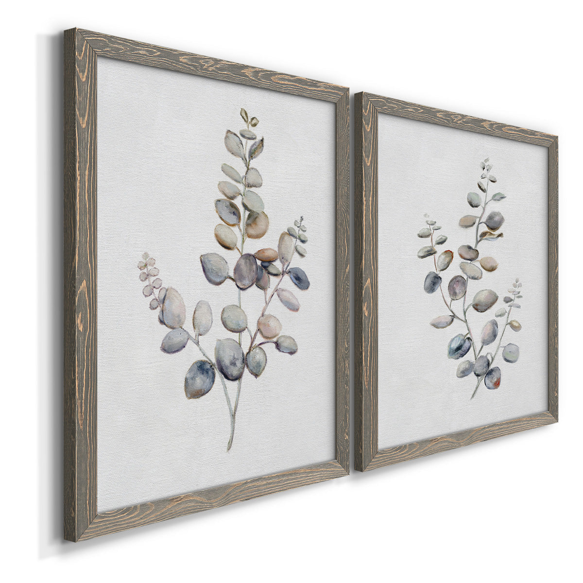 Angled view of a set of two gray barnwood framed canvas prints featuring two minimalist watercolor botanical studies featuring delicate eucalyptus branches with rounded leaves.