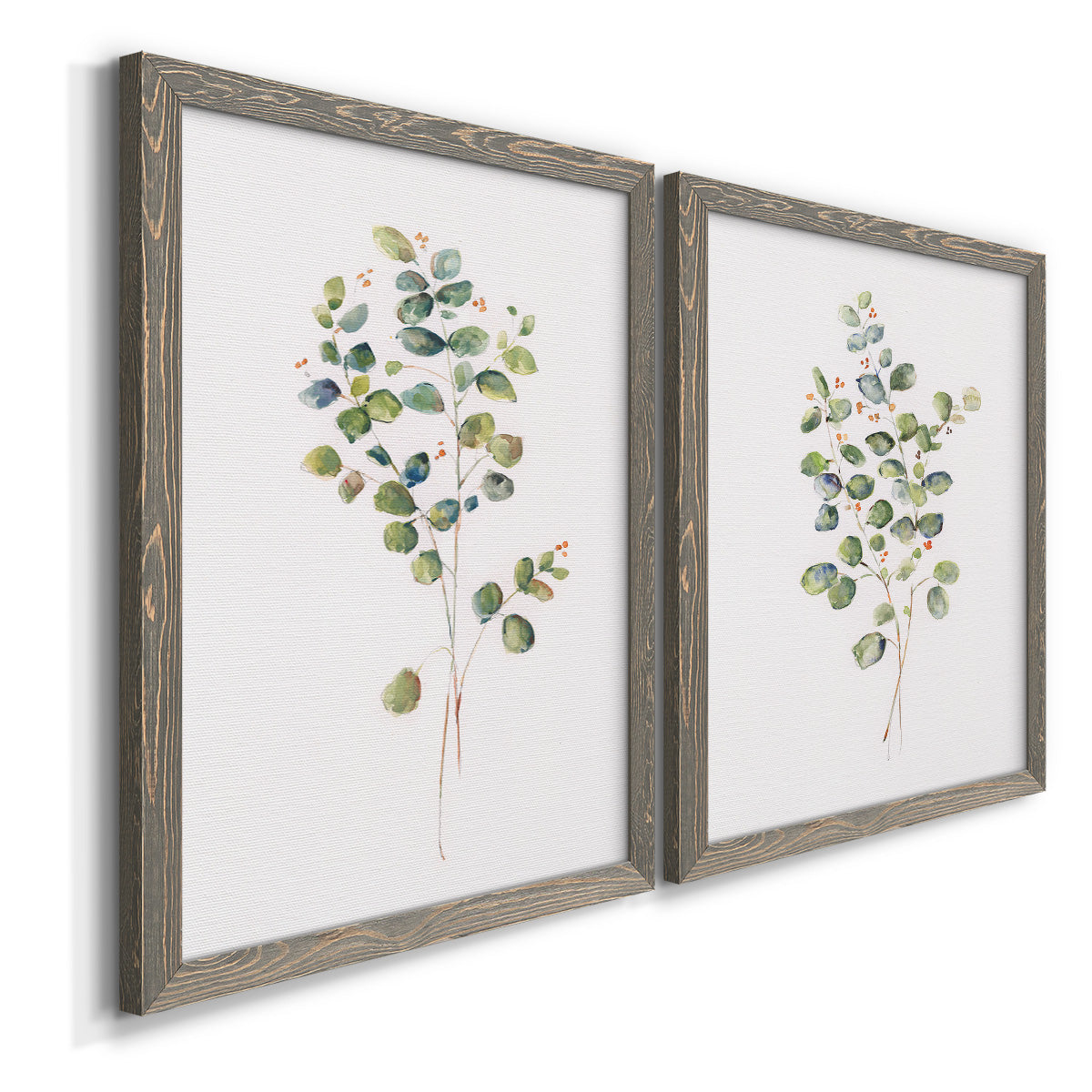 Angled view of a set of two gray barnwood framed canvas prints featuring two minimalist watercolor botanical studies featuring delicate eucalyptus branches with rounded leaves.