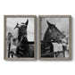 Set of two gray barnwood framed canvas prints featuring two modern equestrian photography featuring black-and-white close-up portraits of horses at fences.