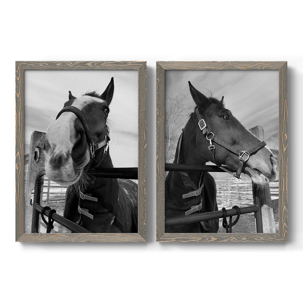 Set of two gray barnwood framed canvas prints featuring two modern equestrian photography featuring black-and-white close-up portraits of horses at fences.