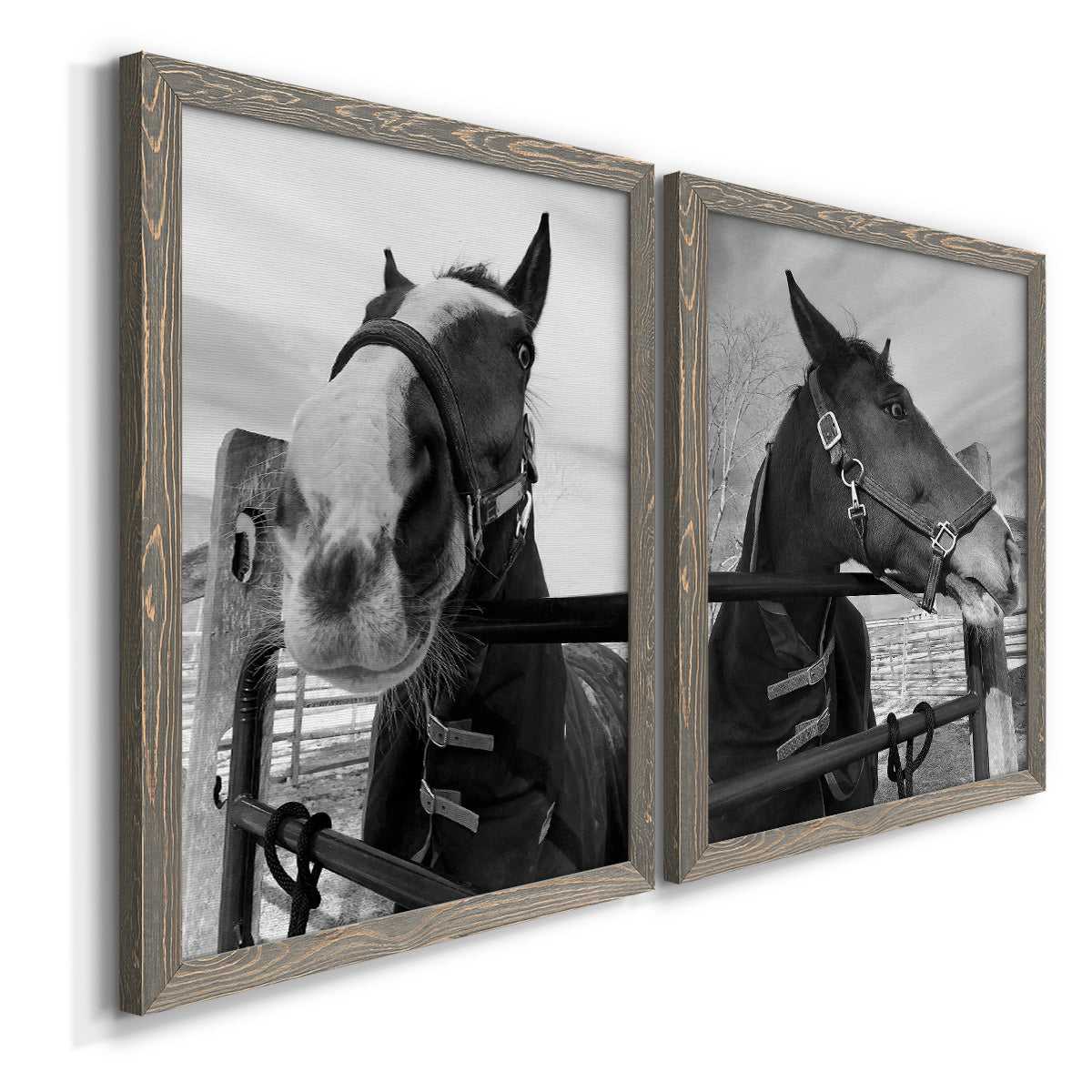 Angled view of a set of two gray barnwood framed canvas prints featuring two modern equestrian photography featuring black-and-white close-up portraits of horses at fences.