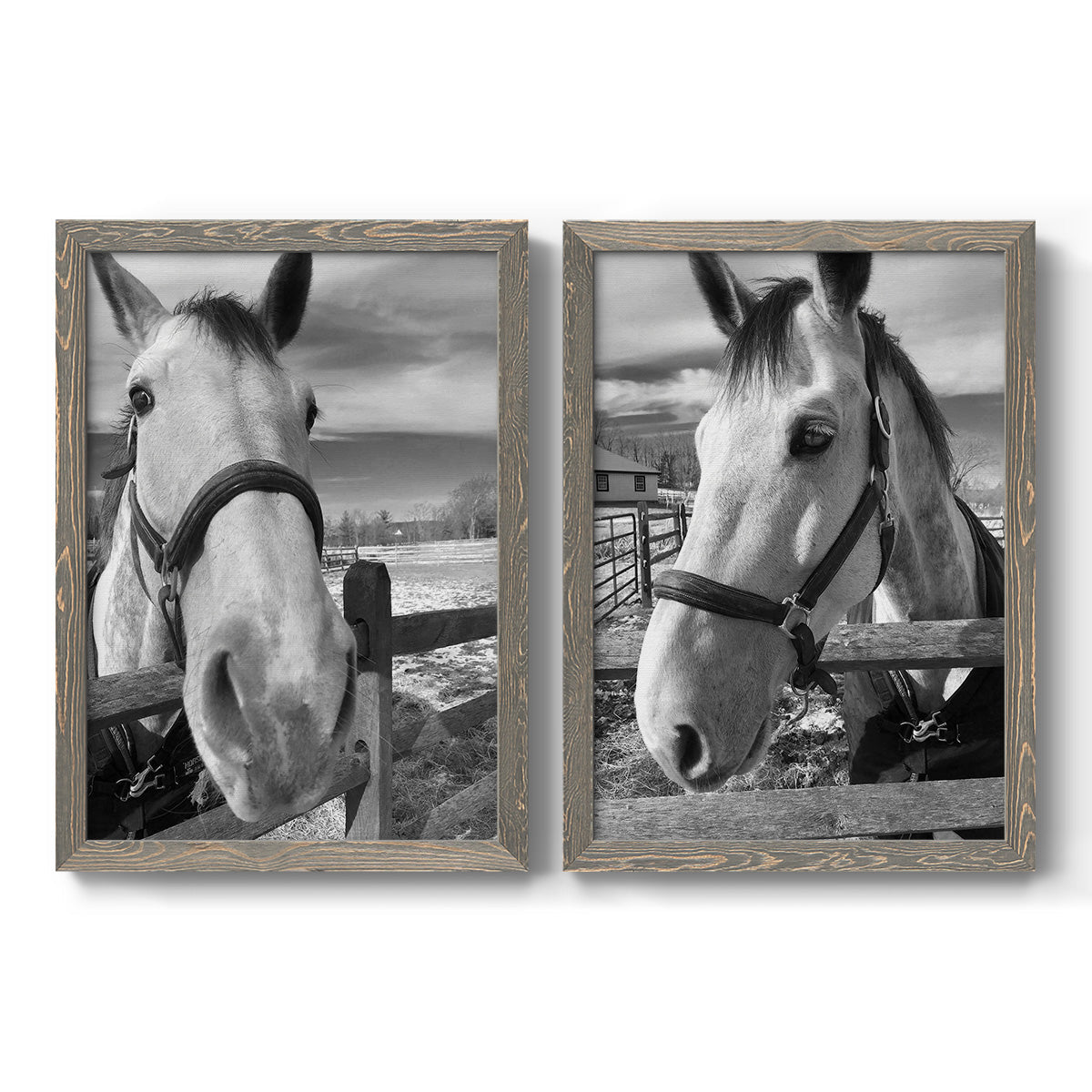 Set of two gray barnwood framed canvas prints featuring two modern equestrian photography featuring black-and-white close-up portraits of horses at fences.