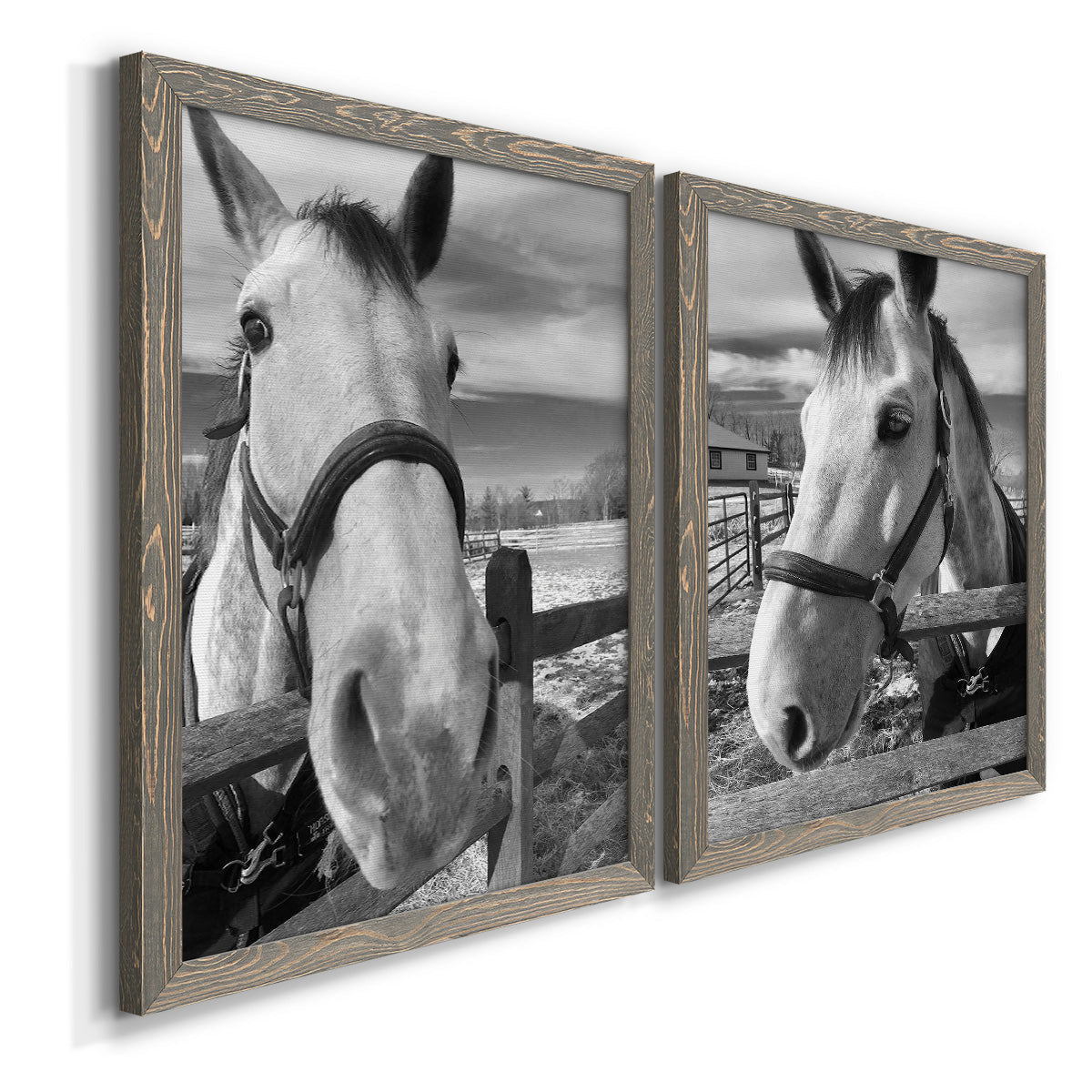 Angled view of a set of two gray barnwood framed canvas prints featuring two modern equestrian photography featuring black-and-white close-up portraits of horses at fences.