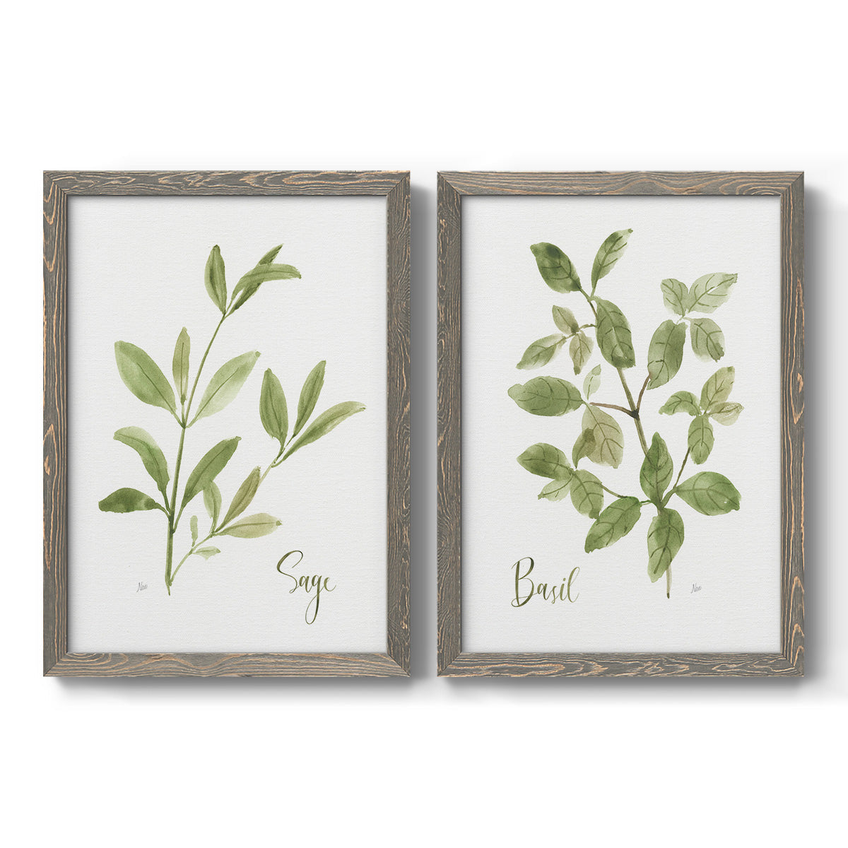 Set of two gray barnwood framed canvas prints featuring two farmhouse herb illustrations featuring culinary sage and basil sprigs with handwritten labels.