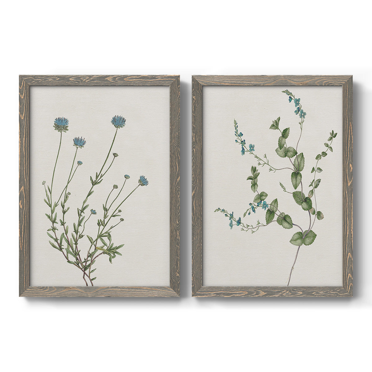 Set of two gray barnwood framed canvas prints featuring two rustic minimalist botanical studies featuring delicate wildflower and leafy stems.