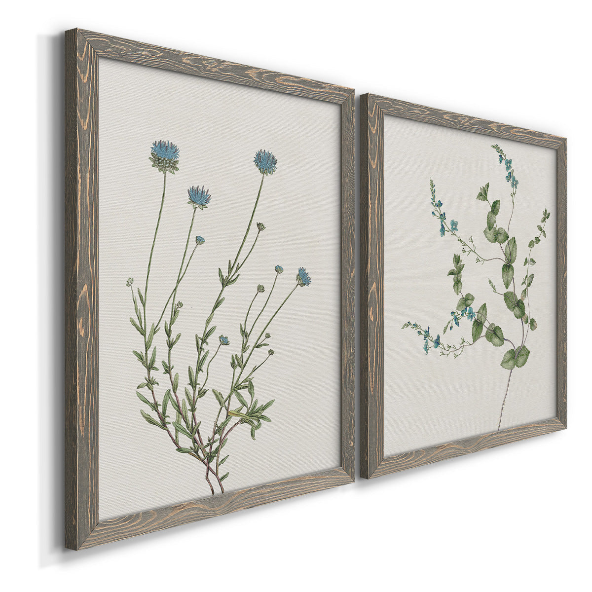 Angled view of a set of two gray barnwood framed canvas prints featuring two rustic minimalist botanical studies featuring delicate wildflower and leafy stems.