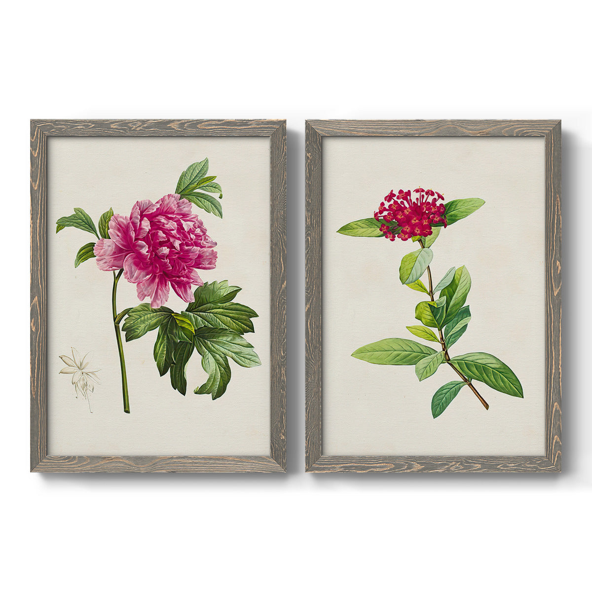 Set of two gray barnwood framed canvas prints featuring two vintage botanical plate illustrations featuring pink flowering plant specimens.
