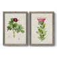 Set of two gray barnwood framed canvas prints featuring two vintage botanical plate illustrations featuring pink flowering plant specimens.