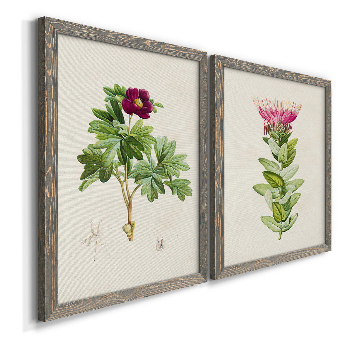 Angled view of a set of two gray barnwood framed canvas prints featuring two vintage botanical plate illustrations featuring pink flowering plant specimens.